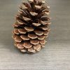 1pc pine cone