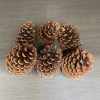 6pc pine cones 6pc pine cones